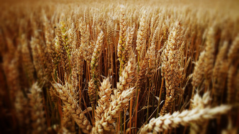 Купим пшеницу оптом по всей России и в странах СНГ
