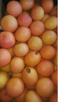 Грейпфрут красный сорт Рио Ред (ЮАР) 8-9см