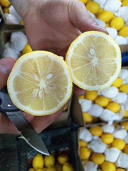 Лимон первый сорт (Турция) 5см