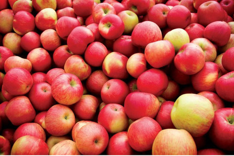 Македонские  яблоки  напрямую от производителя