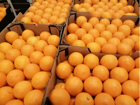 Апельсин для сока (ЮАР) (сорт Валенсия) 5-5,5см 19кг/шт