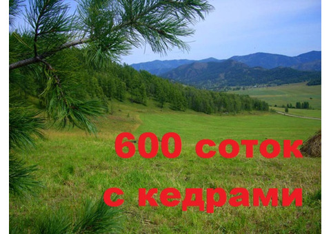 600 соток с кедрами ,Шебалинский район