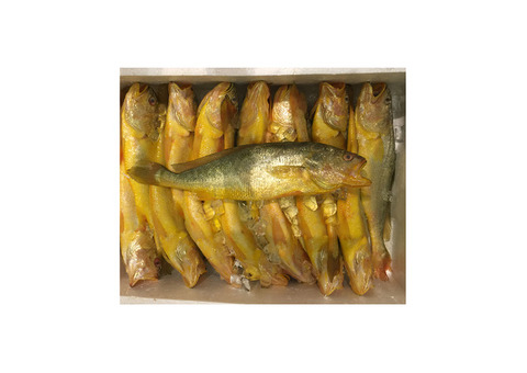 Freshly Frozen Yellow Croaker Fish