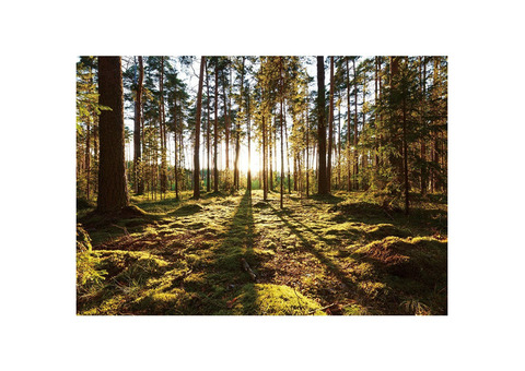 Фотообои виниловые на флизелиновой основе Decocode Прогулка по лесу 41-0416-PG 4х2,8 м