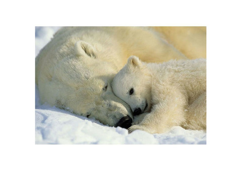 Фотообои бумажные Komar Polar Bears NG 1-605 1,84x1,27 м