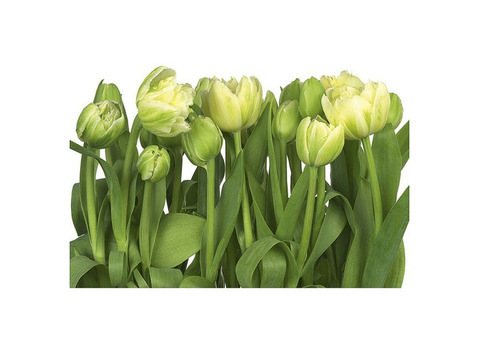 Фотообои бумажные Komar Tulips 8-900 3,68х2,54 м