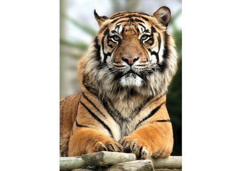 Фотообои виниловые на флизелиновой основе Decocode Гордый тигр 21-0213-NY 2х2,8 м