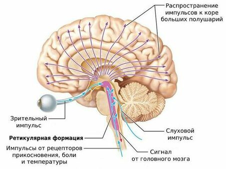 Астения - симптомы и лечение , как происходит банкротство физического лица.