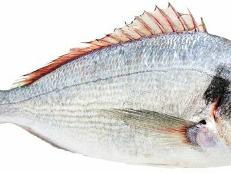 Рыба Дорадо 300-400г с/м по оптовым ценам