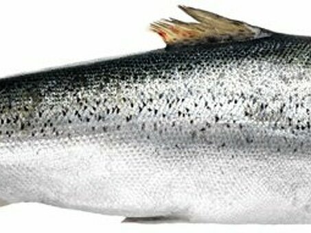 Рыба Семга 5-6 кг охл по оптовым ценам