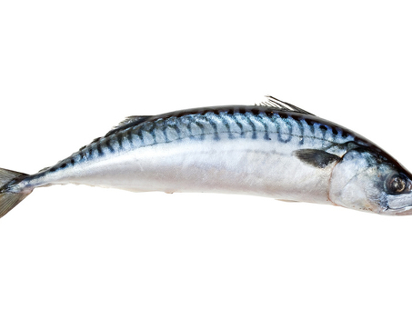 Рыба Скумбрия н/р 500+ с/м КИТАЙ по оптовым ценам