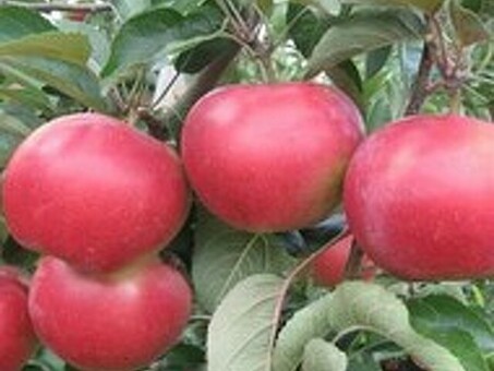 Выберите яблоко из производителя и купите ег о-Москва, 41 предложение оптового яблока.