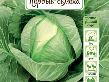 Мы доставляем высококачественные семена Slabbacabbage по всей России.