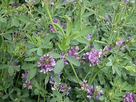 Купить люцерну, купить люцерну.