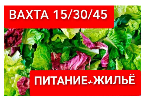 Работа вахта 30/45/60, упаковка салатов, питание+жилье, без опыта, авансы