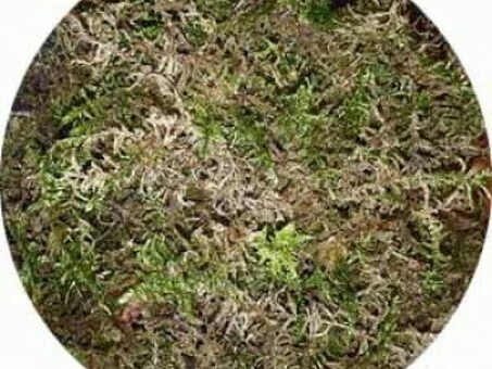 Купить живой зеленый мох, 15 кг в Москве - цены низкие, купить мох оптом.