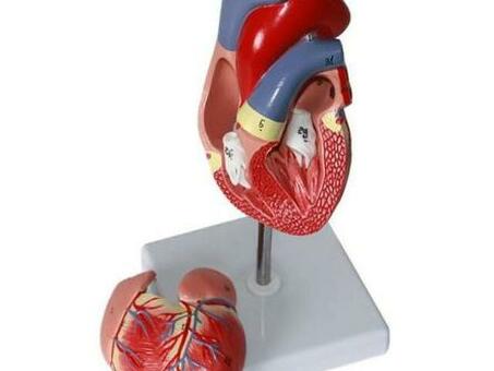 Модель сердца человека 2 части