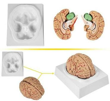 Модель мозга 9 частей на подставке в натуральную величину
