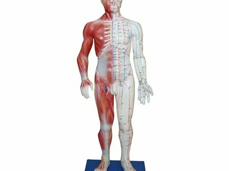 Модель для аккупунктуры и анатомии, человек 60см