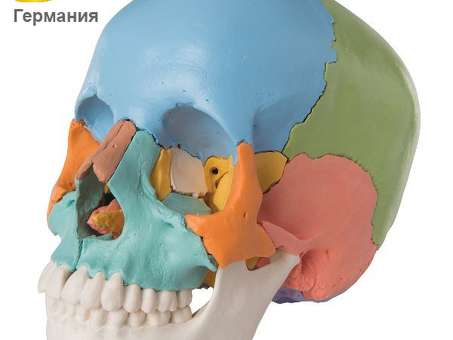 Модель черепа человека, разборная, цветная, 22 части A291 3Б Сайнтифик