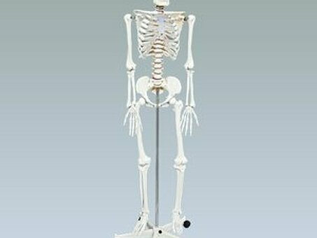 Модель скелета человека в натуральную величину 168см