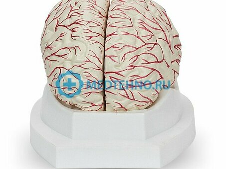 Модель головного мозга с кровоснабжением 8 частей H010