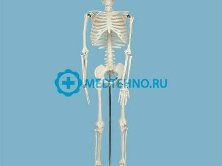 Модель скелета человека на подставке 85 см