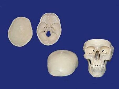 Модель черепа взрослого человека в натуральную величину из 3-х частей