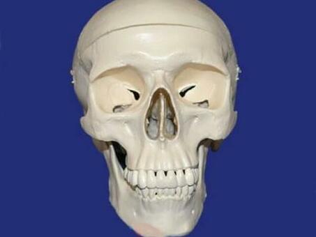 Модель черепа взрослого человека в натуральную величину из 3-х частей
