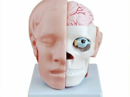 Модель головы с головным мозгом H041