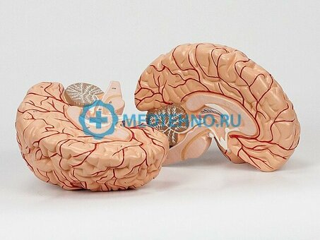 Модель головного мозга (2 части) 6160