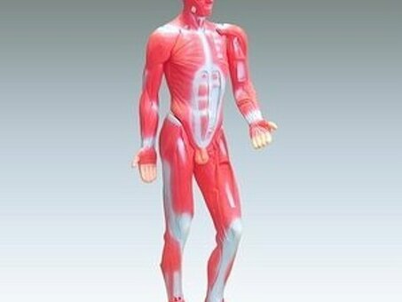 Модель мышечной системы человека