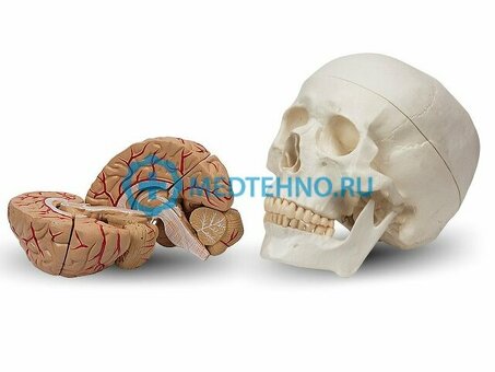 Разборная модель черепа и мозга человека (8 частей A017)