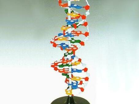 Модель структуры ДНК