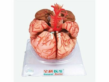 Модель головного мозга с артериями A18220