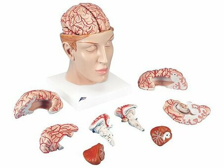 Модель мозга с артериями в основании головы, 8 частей