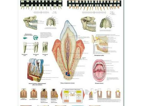 Медицинский плакат Зубы человека