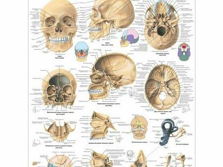 Анатомический плакат "Череп человека"