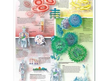 Медицинский плакат "Кровь"