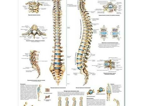 Медицинский плакат "Позвоночник человека"