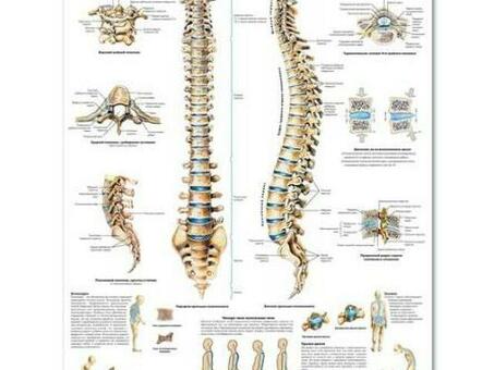 Медицинский плакат "Позвоночник человека"