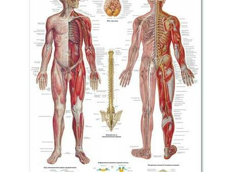 Медицинский плакат "Нервная система"