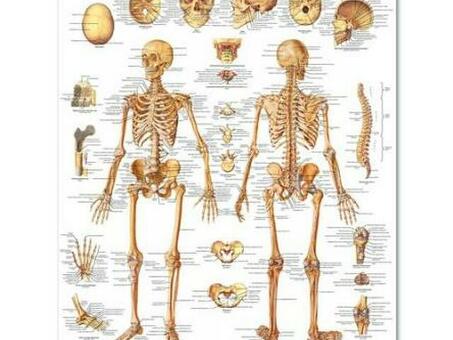Медицинский плакат "Скелет человека"