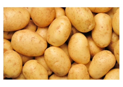 Семенной картофель оптом от производителя