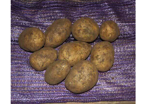 Мелкий картофель оптом от производителя