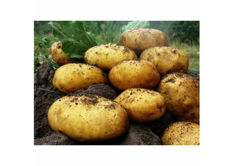 Семенной картофель Леди Клэр РС1 оптом от производителя