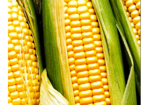 Семена гибридов кукурузы Лимагрен купить ЛГ 30179 ФАО 170 ЛГ 30189 ФАО 180