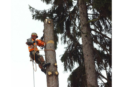 Спил и валка деревьев в Белгороде альпинистами
