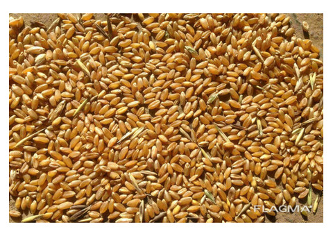 Реализуем Пшеницу 3, 4, 5 класса, качество ГОСТ