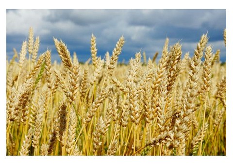 Семена яровых культур-пшеница, лен, просо,вика